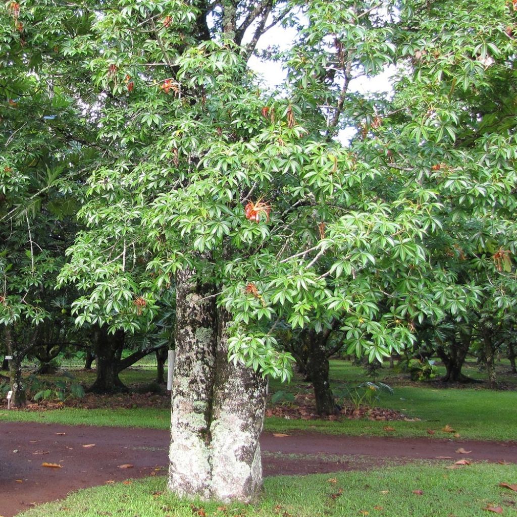 Adansonia madagascariensis - Affenbrotbaum auf Madagaskar