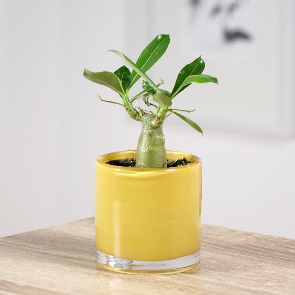 Adenium obesum - Wüstenrose