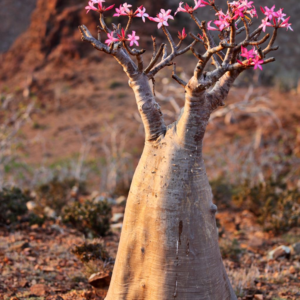 Adenium obesum - Wüstenrose