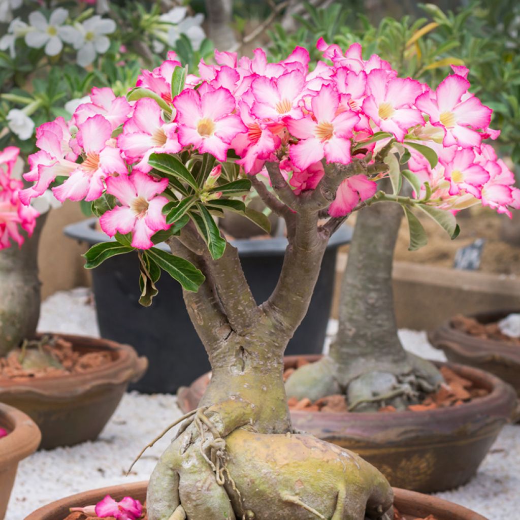 Adenium obesum - Wüstenrose