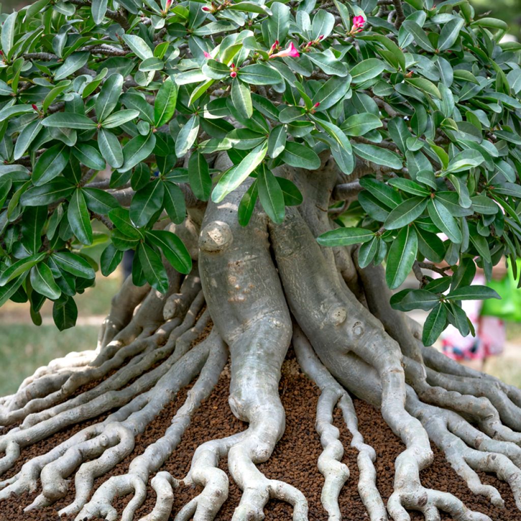 Adenium obesum - Wüstenrose