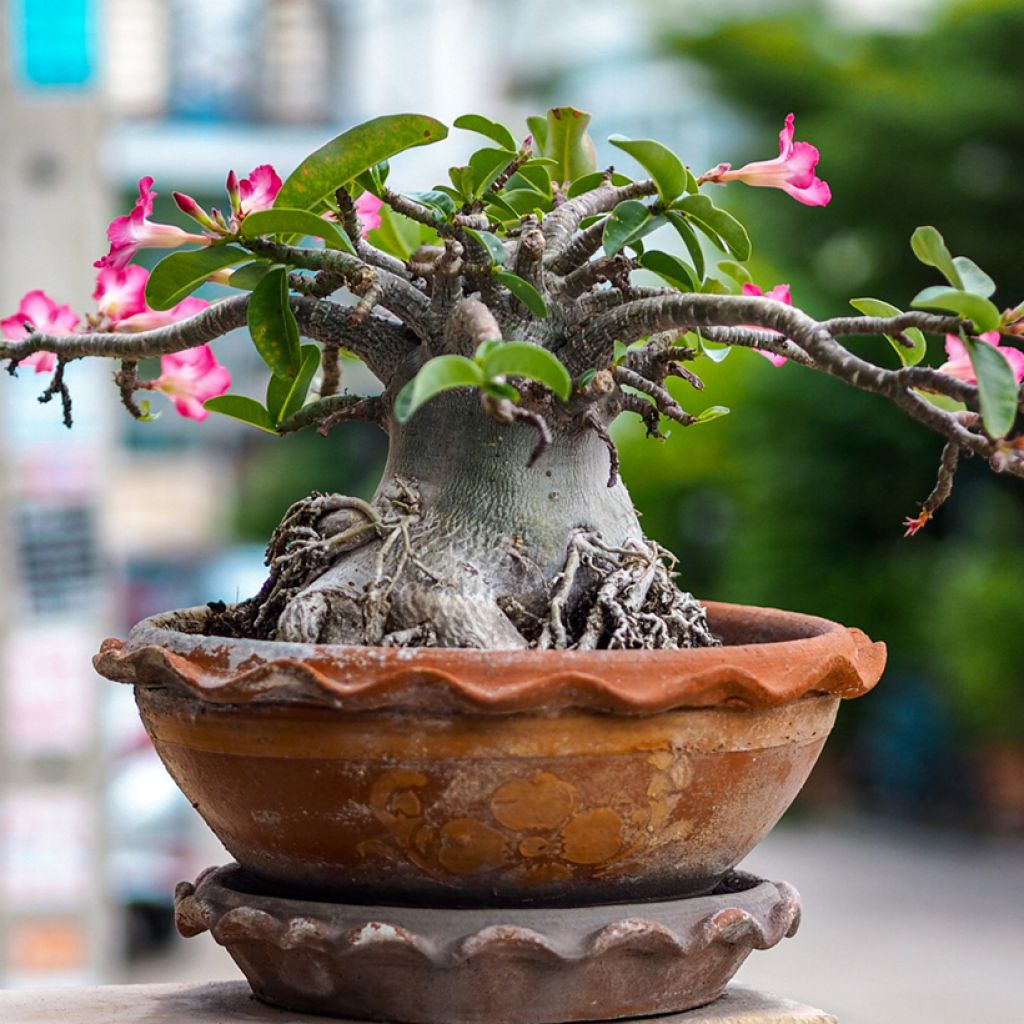 Adenium obesum - Wüstenrose
