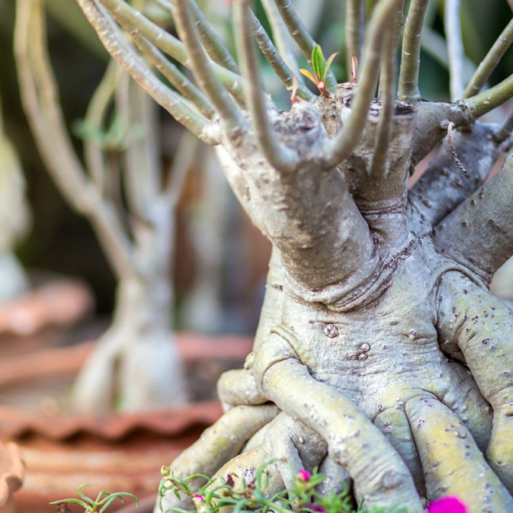 Adenium obesum - Wüstenrose