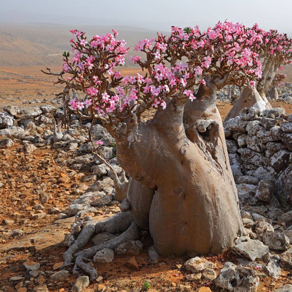 Adenium obesum - Wüstenrose