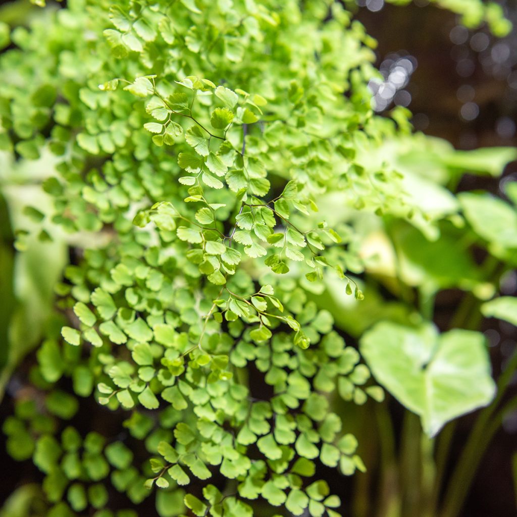 Adiantum Fritz Lüthi - Zwerg-Pfauenradfarn