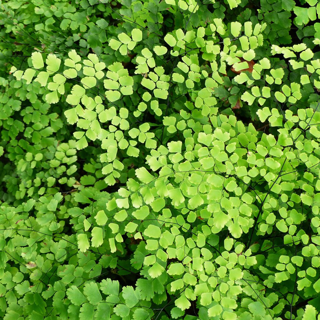 Adiantum Fritz Lüthi - Zwerg-Pfauenradfarn