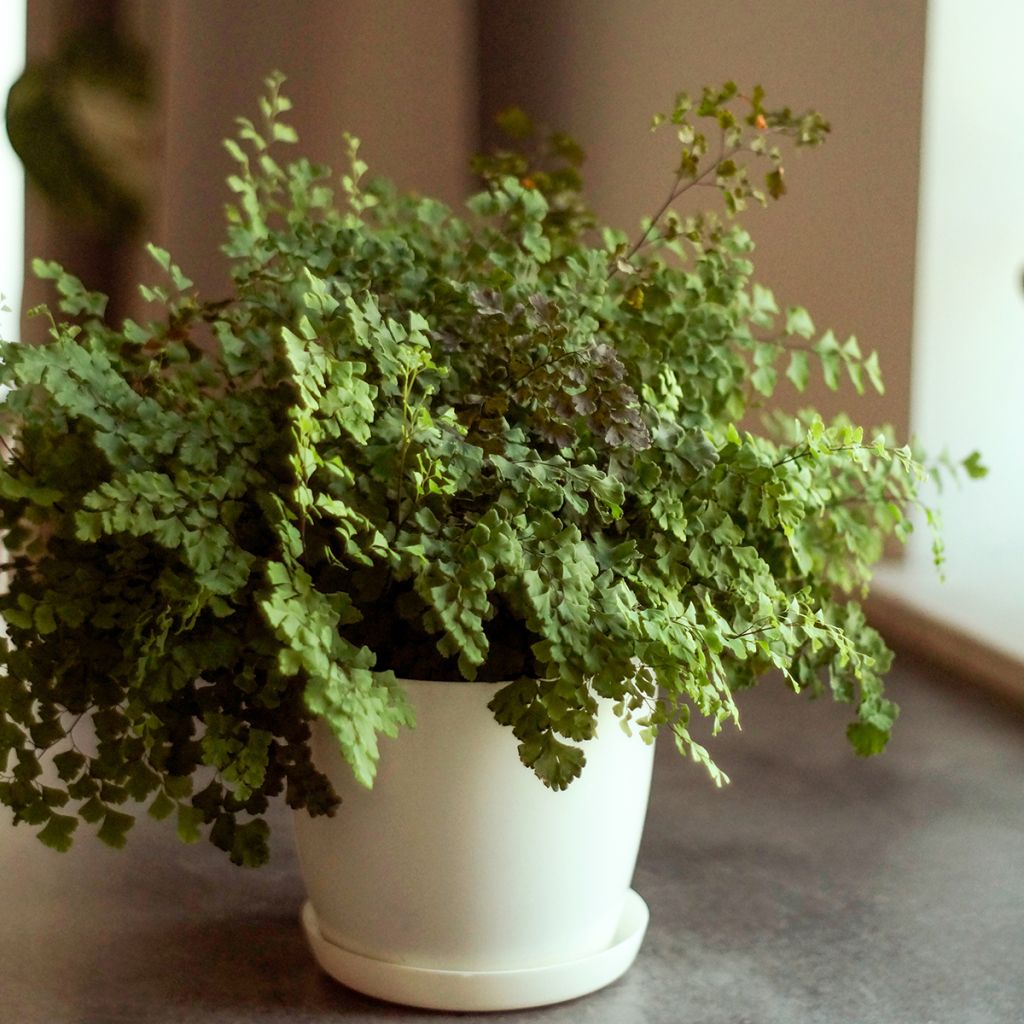 Adiantum Fritz Lüthi - Zwerg-Pfauenradfarn