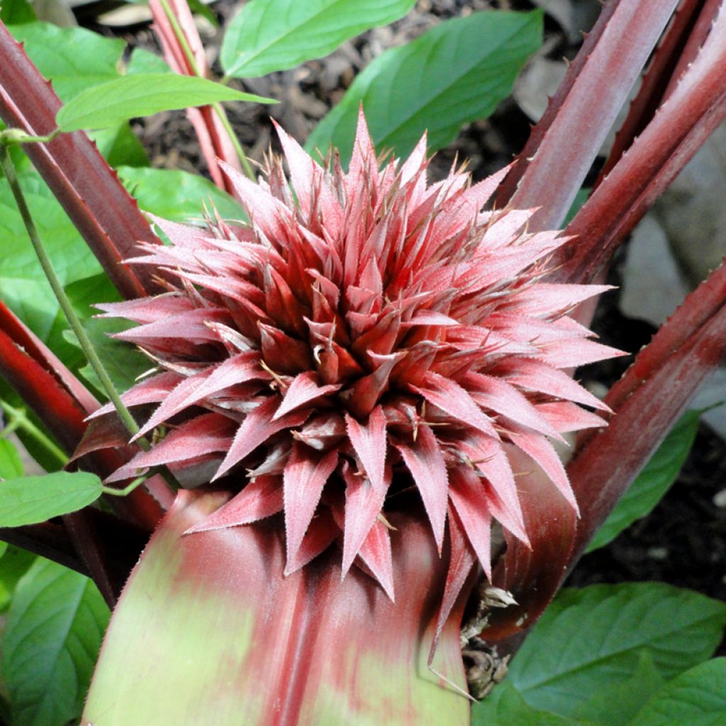Aechmea tayoensis - Lanzenrosette