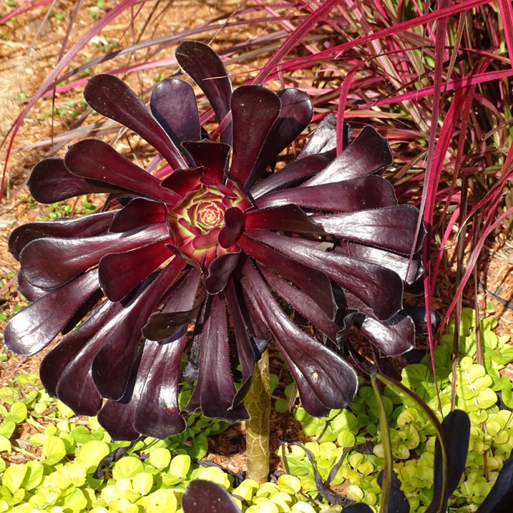 Aeonium arboreum var. atropurpureum Schwarzkopf