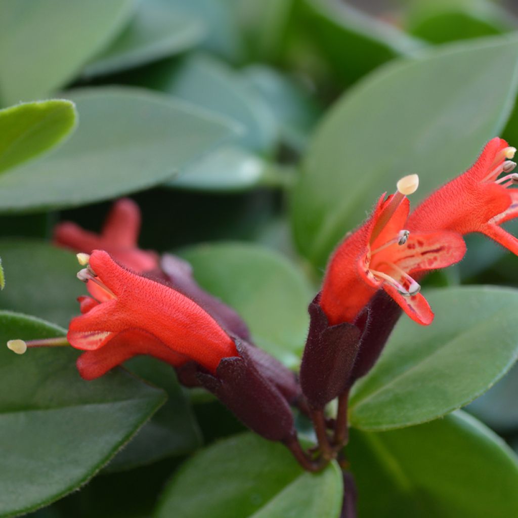 Aeschynanthus Mona Lisa - Schamblumen