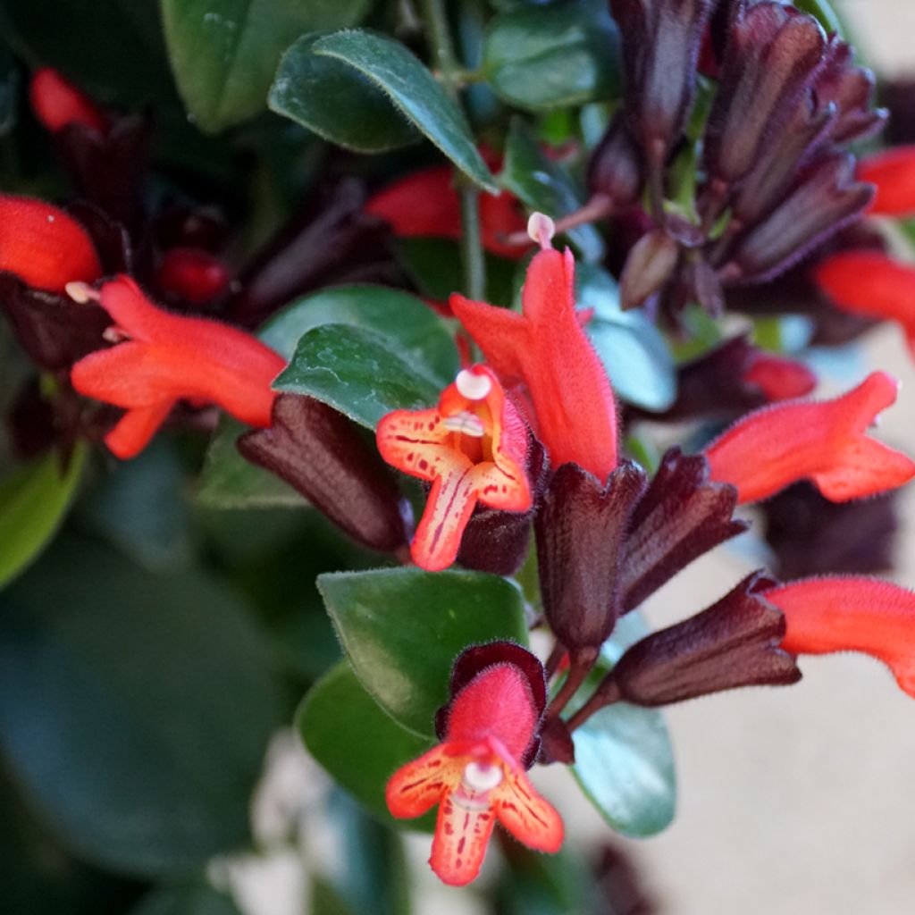 Aeschynanthus Mona Lisa - Schamblumen