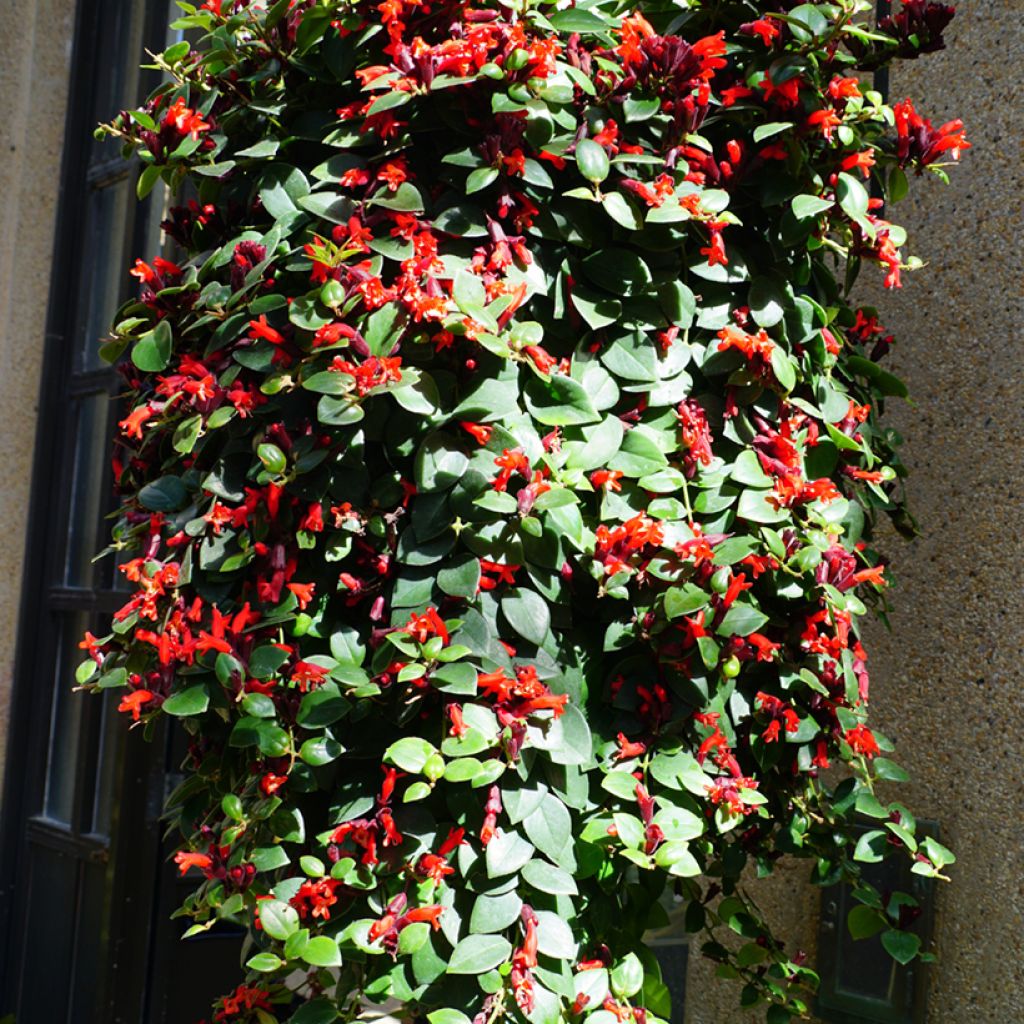 Aeschynanthus Mona Lisa - Schamblumen