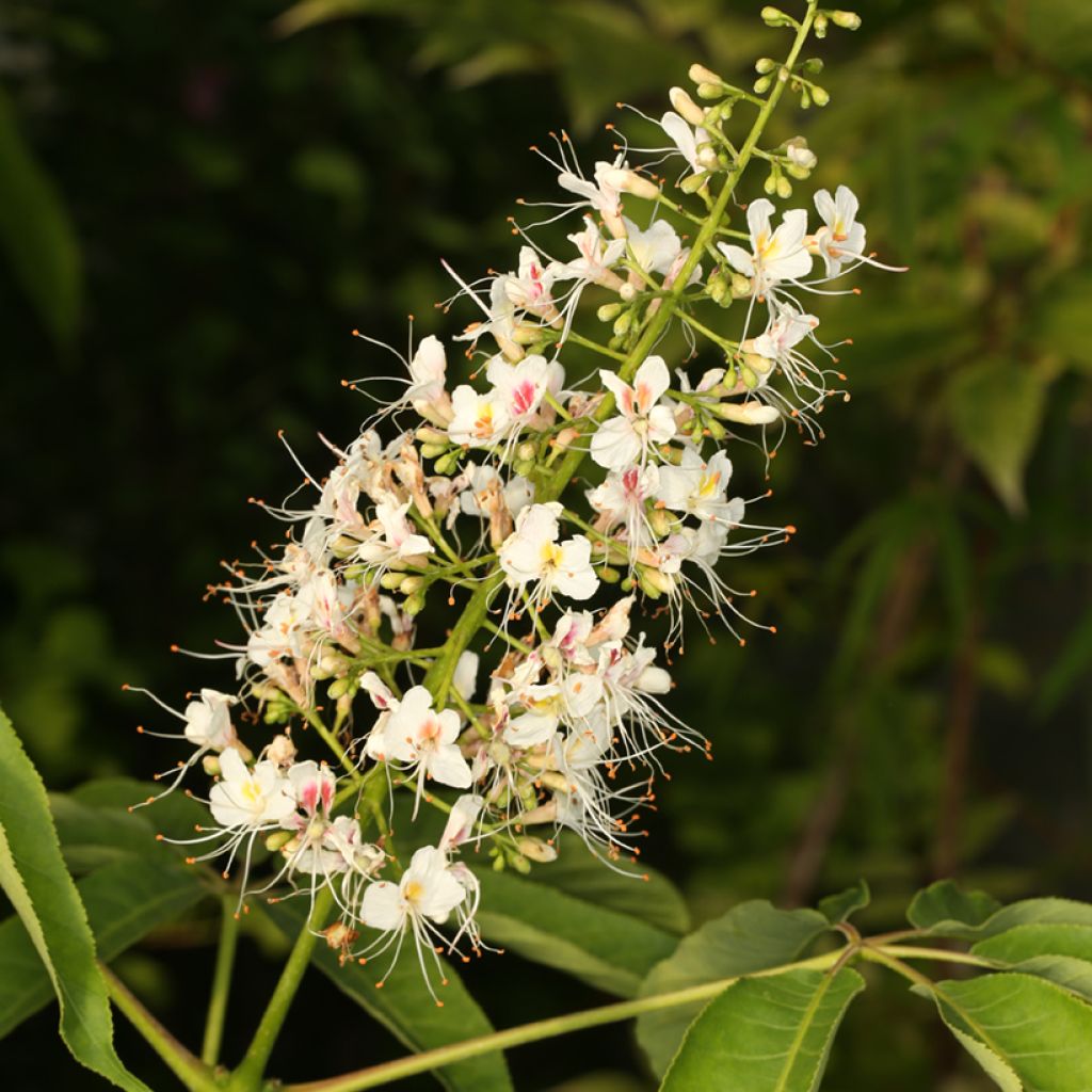Chinesische Rosskastanie - Aesculus chinensis 