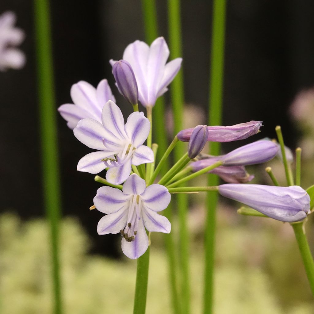 Agapanthus Blue Baby - Schmucklilie