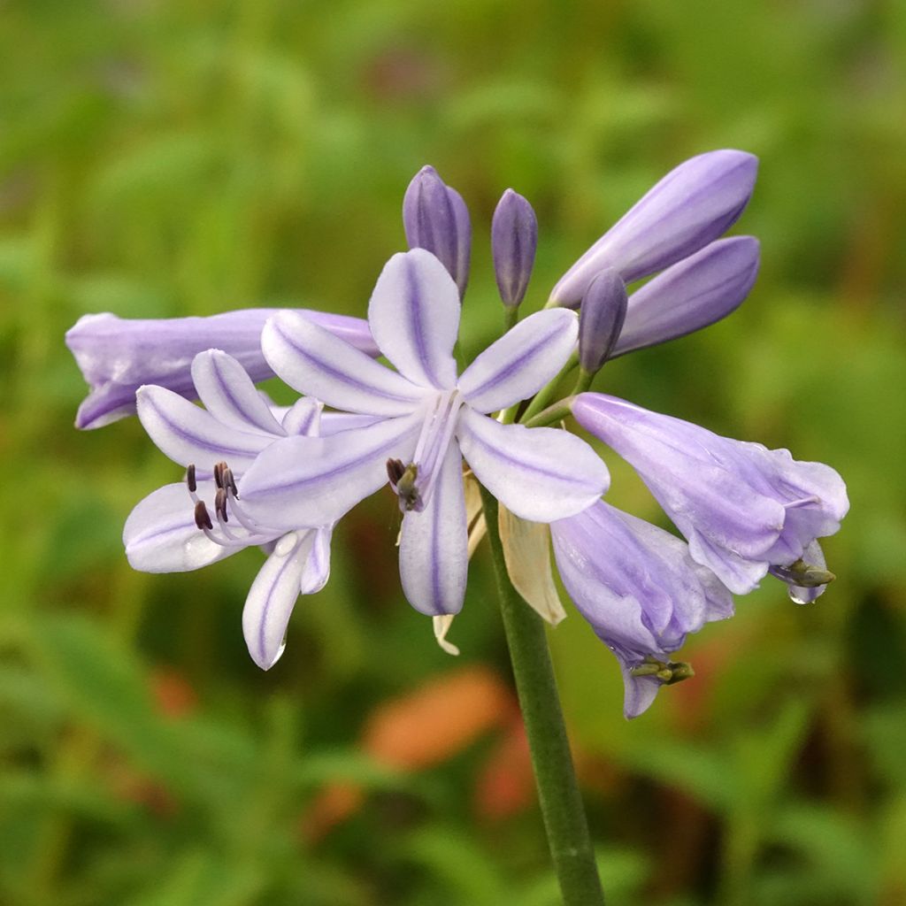 Agapanthus Blue Baby - Schmucklilie