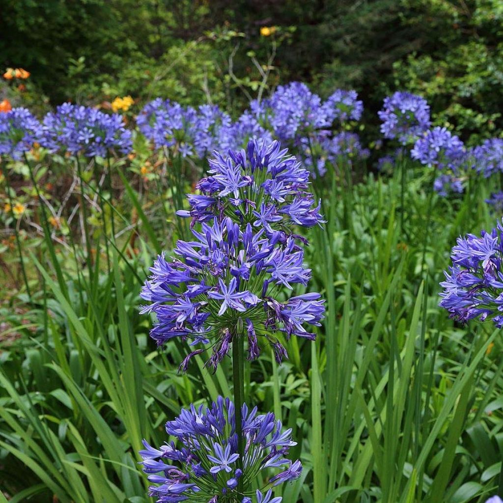 Agapanthus Bluestorm - Schmucklilie