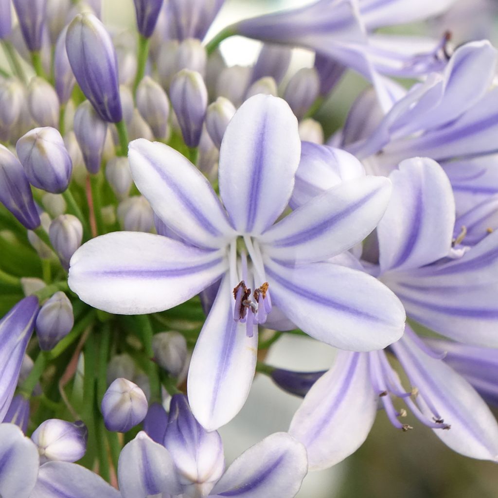 Agapanthus praecosubsp. orientalis Full Moon - Schmucklilie