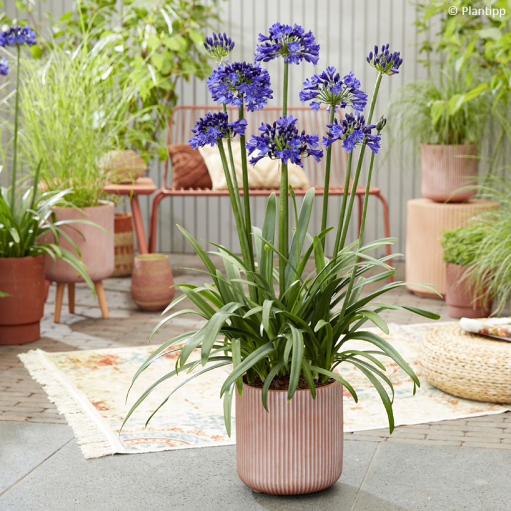 Agapanthe Midnight Sky - Schmucklilie