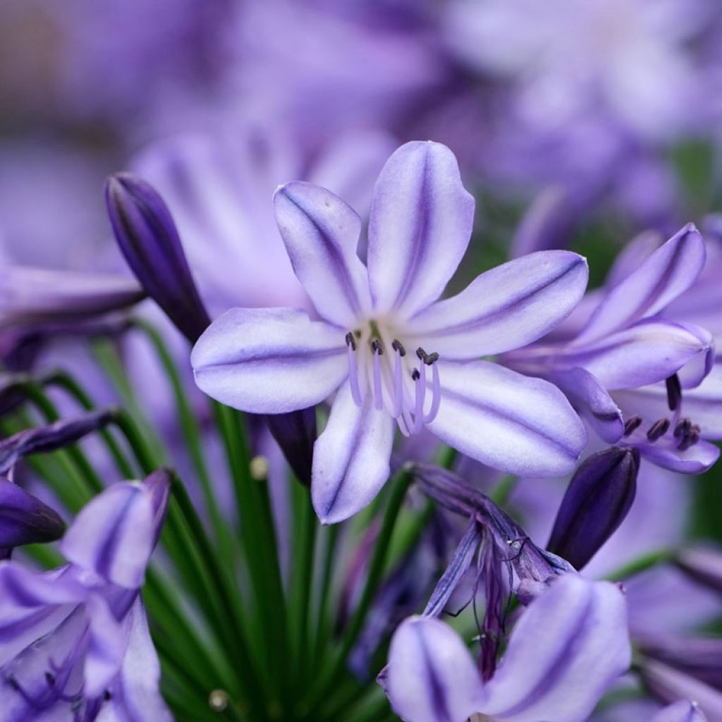 Agapanthus Poppin’ Star - Schmucklilie