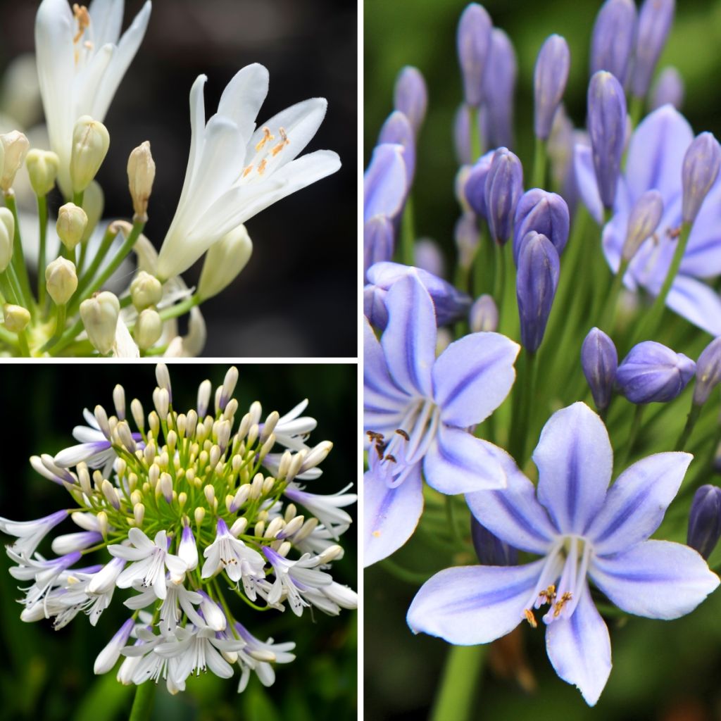 Agapanthus Three Sisters Mix - Schmucklilie