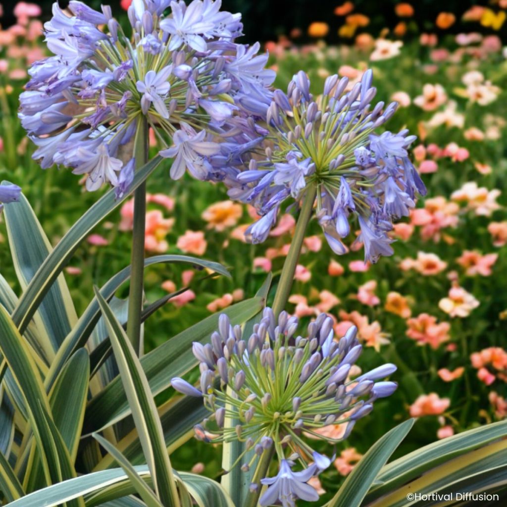 Agapanthus praecox Zambezi - Schmucklilie
