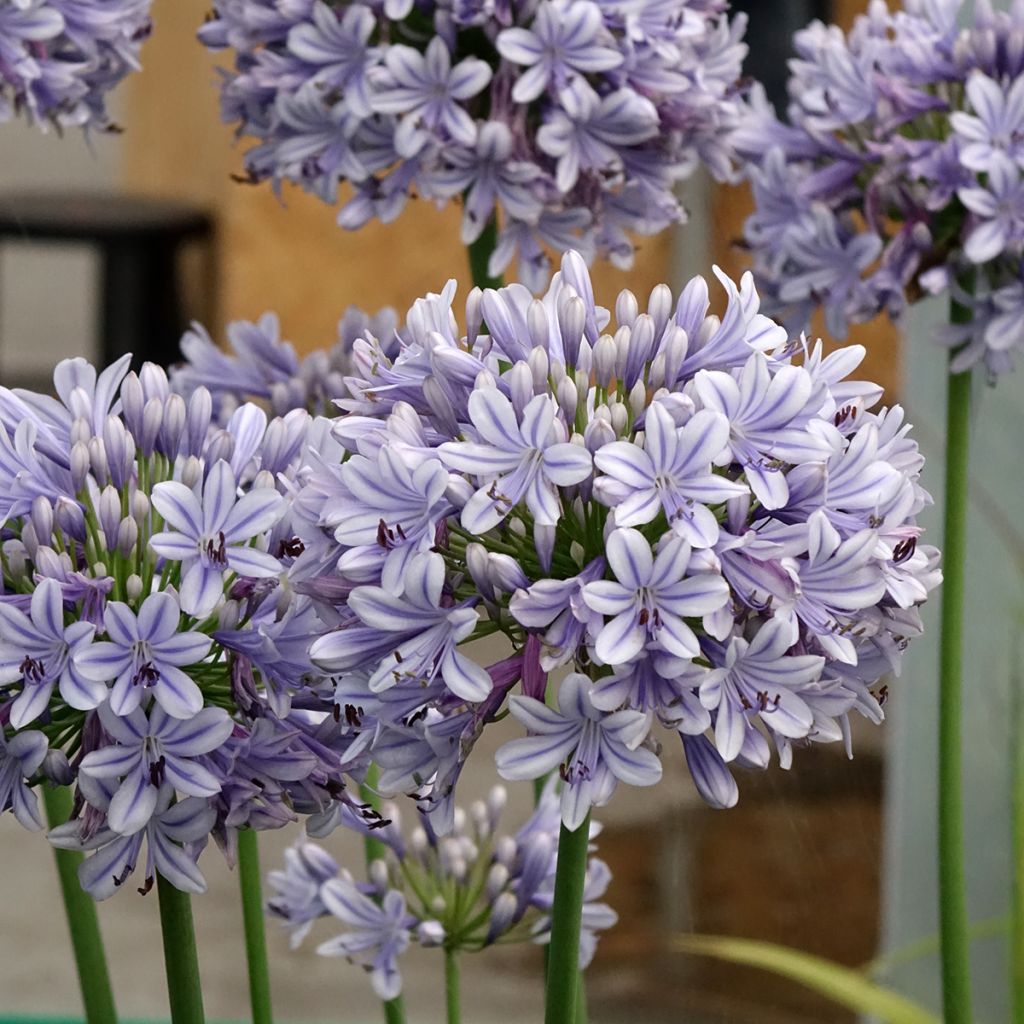 Agapanthus praecosubsp. orientalis Full Moon - Schmucklilie