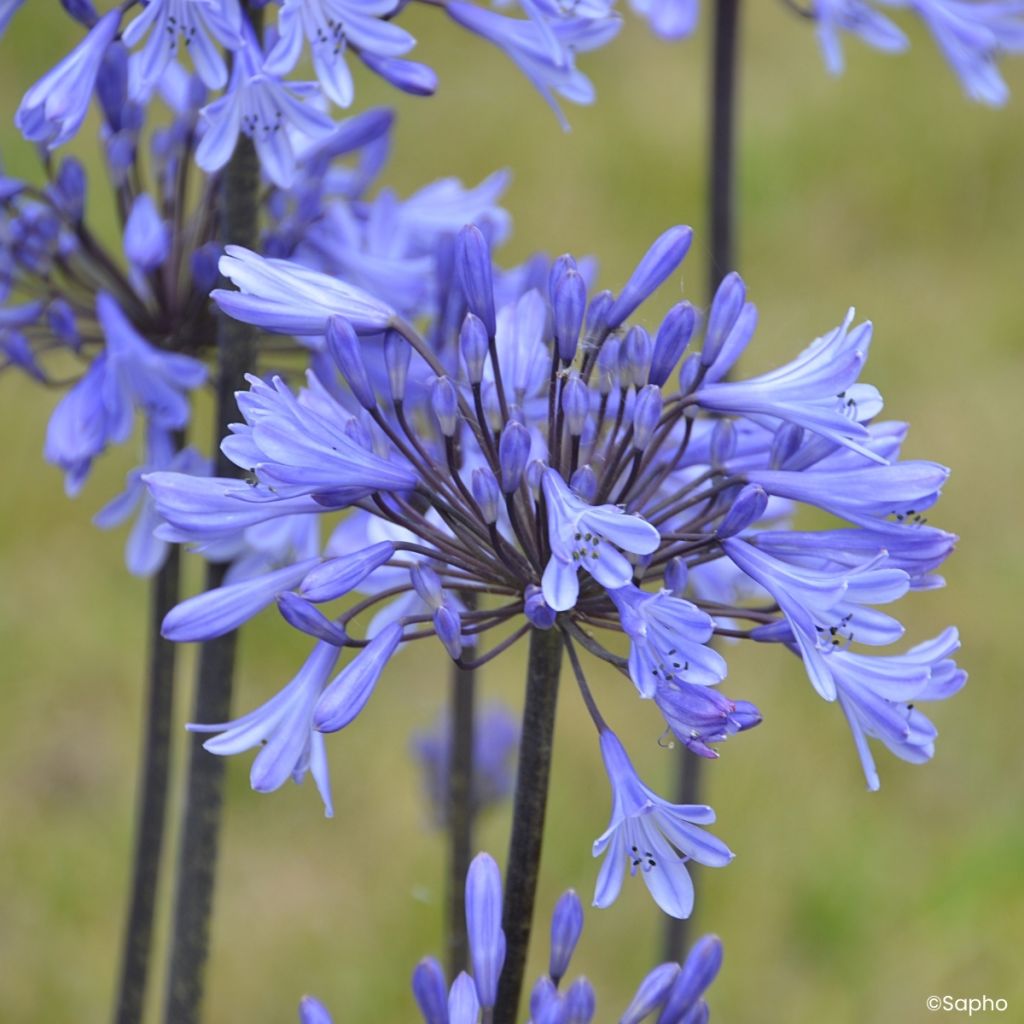 Agapanthus Graphite Blue - Schmucklilie