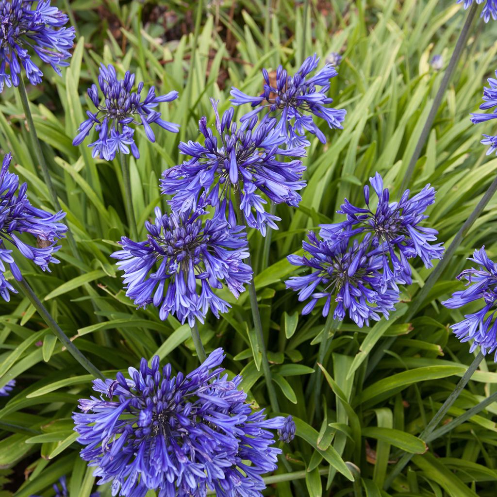 Agapanthus Black Pantha - Schmucklilie