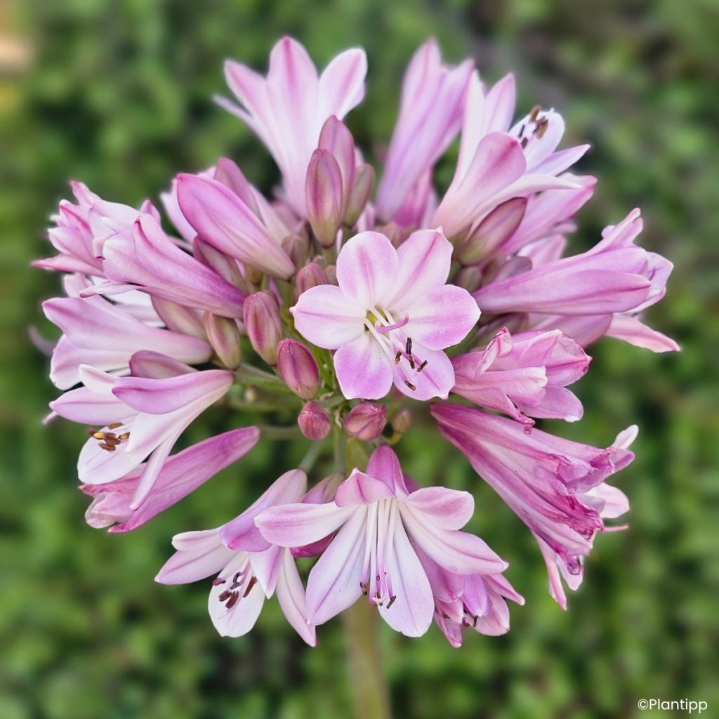 Agapanthus Poppin' Pink - Schmucklilie