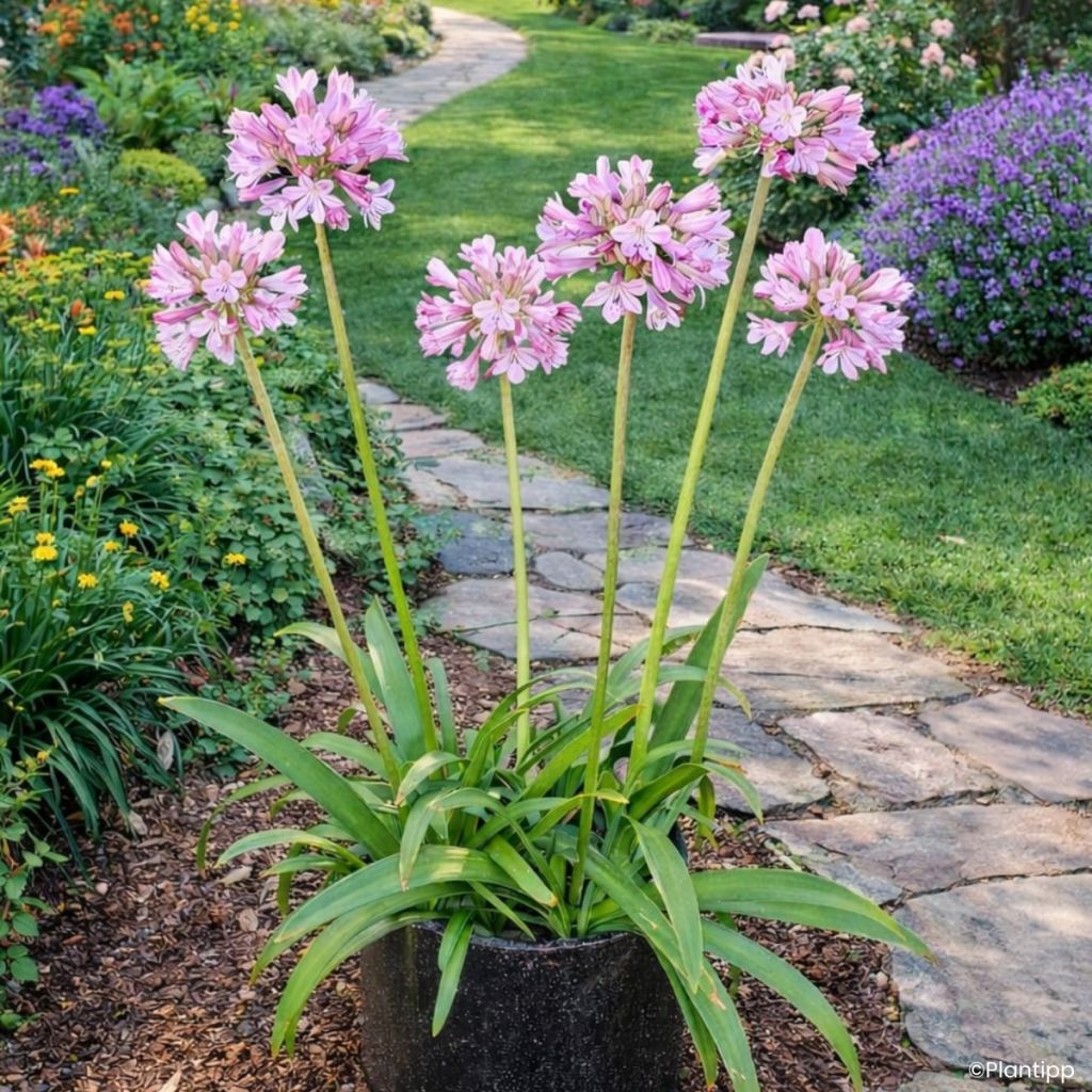 Agapanthus Poppin' Pink - Schmucklilie