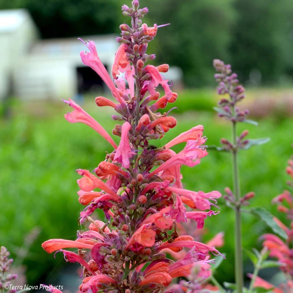 Agastache Kudo's Coral - Duftnessel