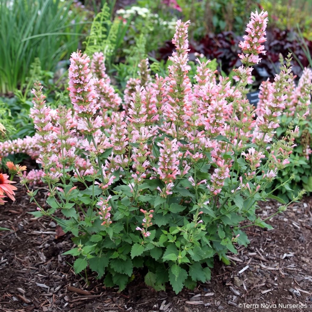 Agastache Pink Pearl - Duftnessel