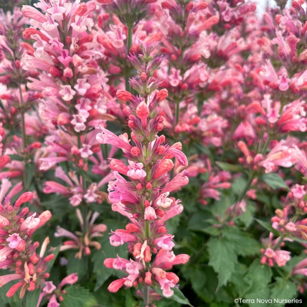 Agastache Pink Pearl - Duftnessel