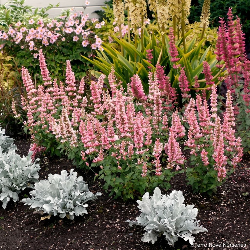 Agastache Pink Pearl - Duftnessel