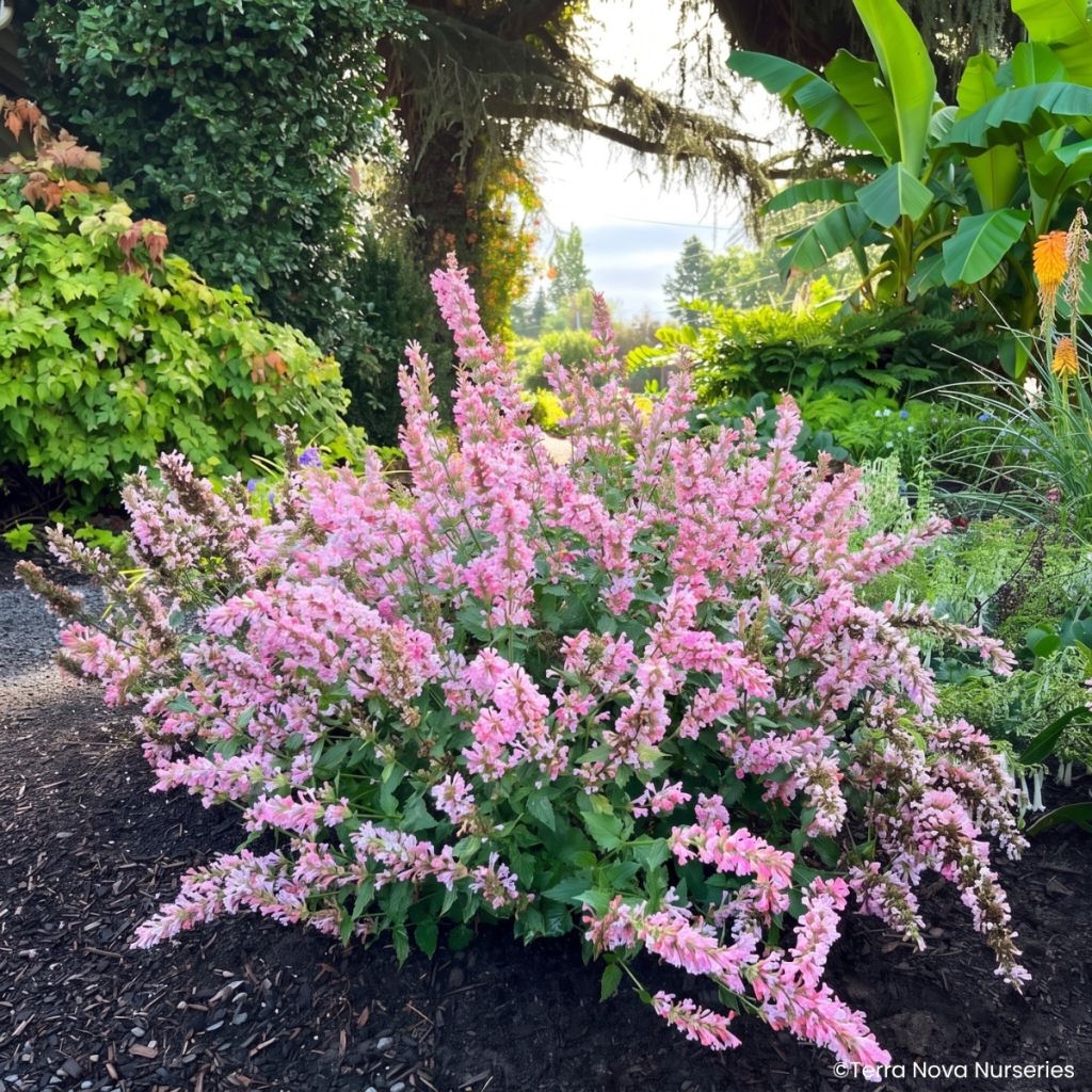 Agastache Pink Pearl - Duftnessel