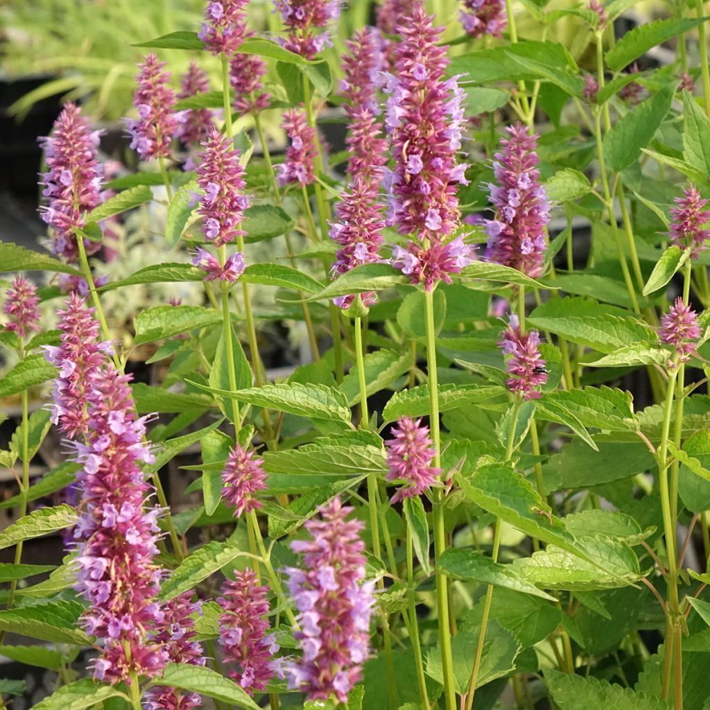 Agastache Beelicious Purple ‘Agapd’ - Duftnessel