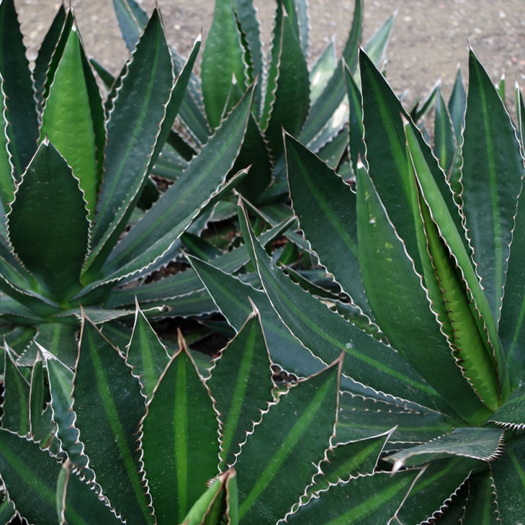 Agave lophantha Splendida
