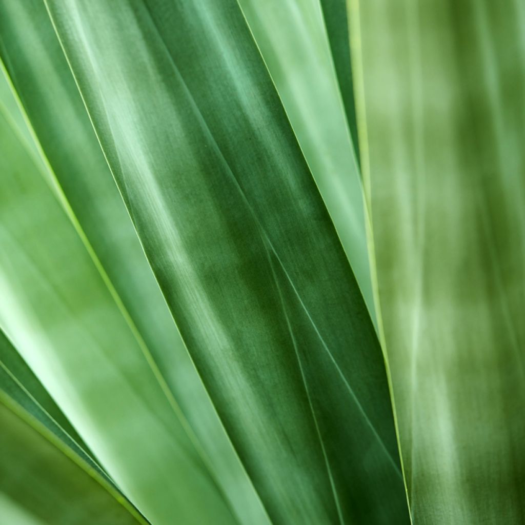 Agave sisalana - Sisal-Agave