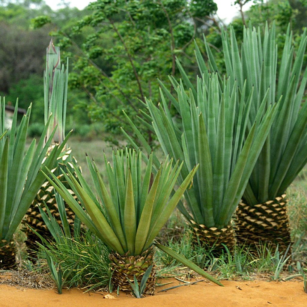 Agave sisalana - Sisal-Agave