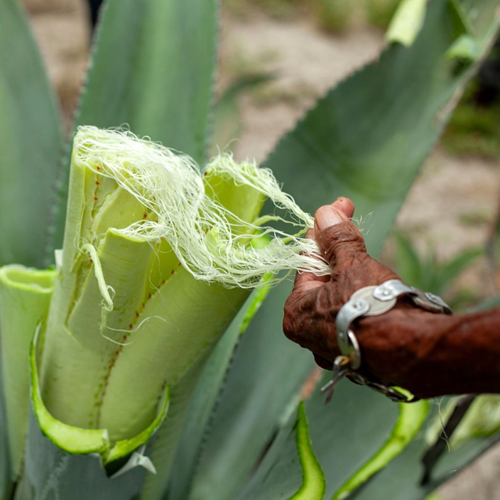 Agave sisalana - Sisal-Agave