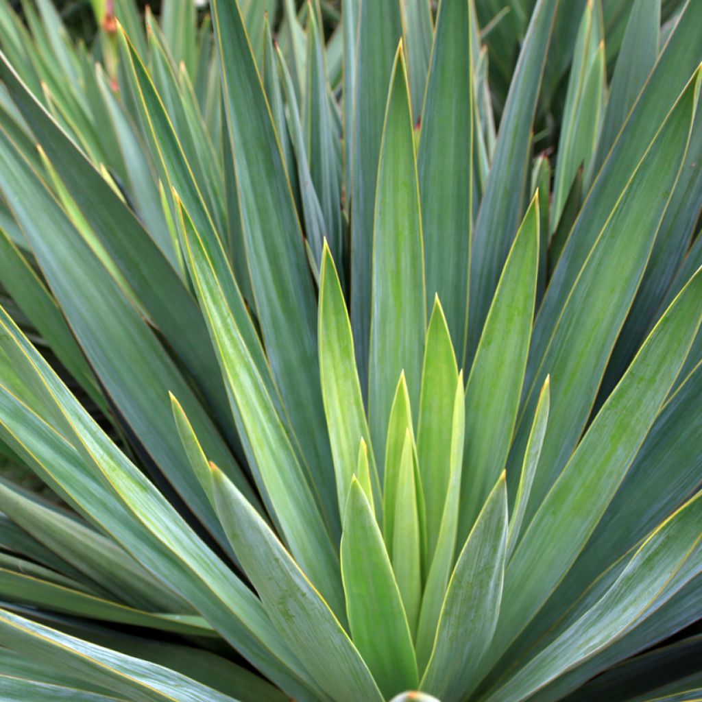 Agave sisalana - Sisal-Agave