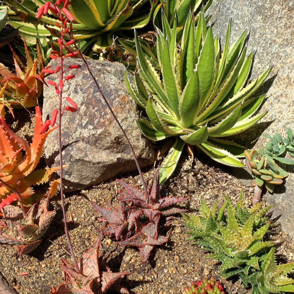 Agave lophantha Quadricolor