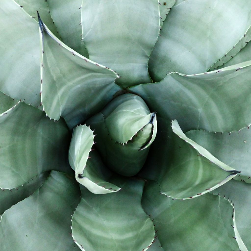 Agave parryi var. neomexicana