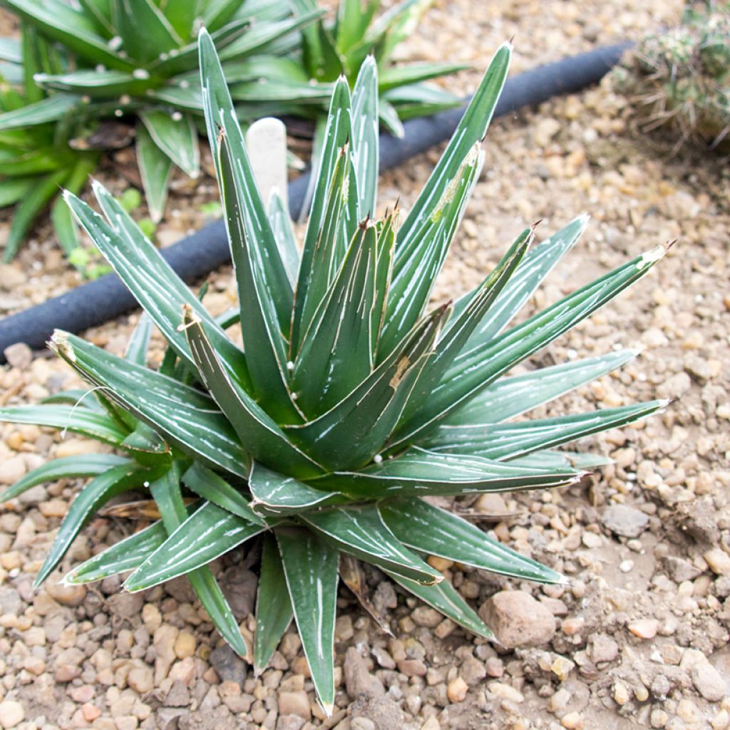 Agave victoriae-reginae - Königin-Victoria-Agave
