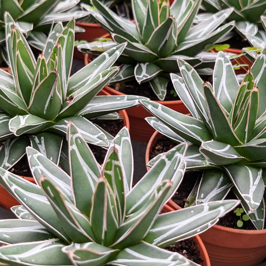Agave victoriae-reginae - Königin-Victoria-Agave