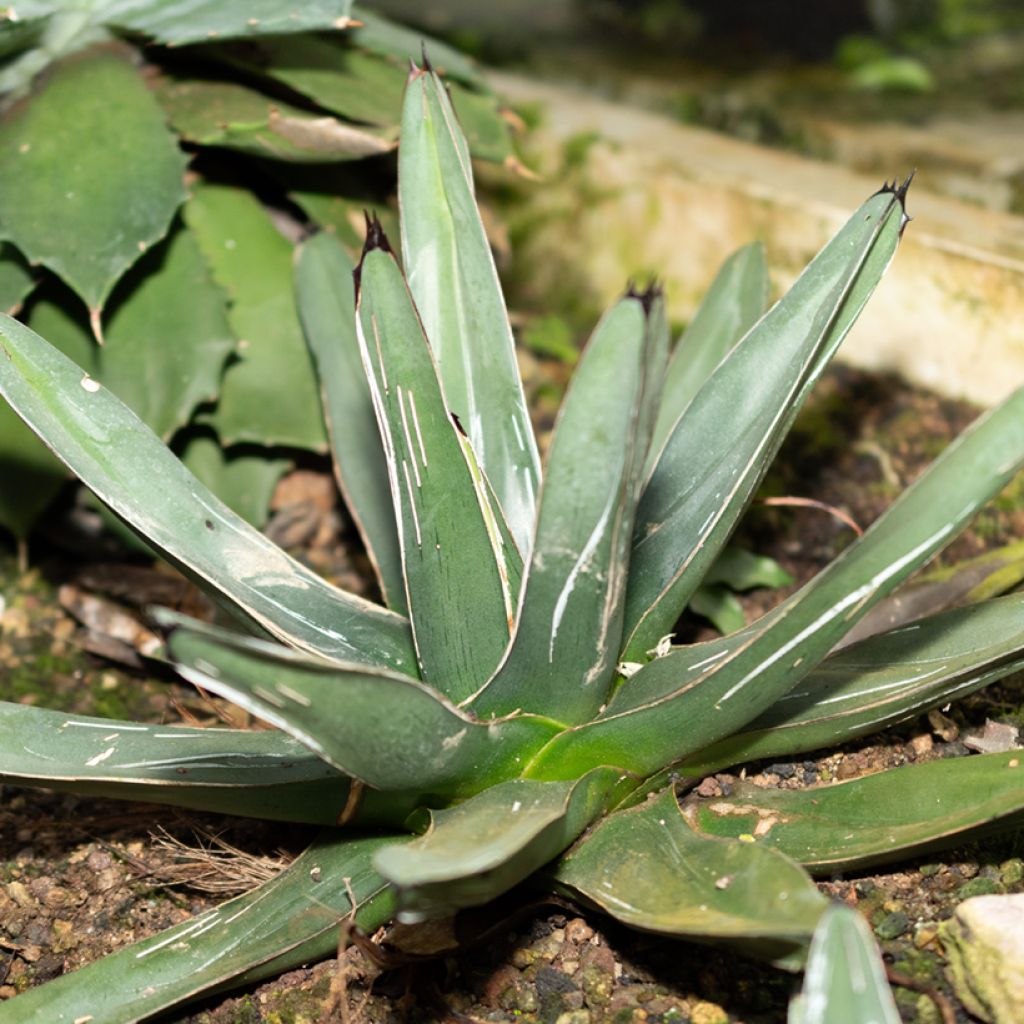 Agave victoriae-reginae - Königin-Victoria-Agave