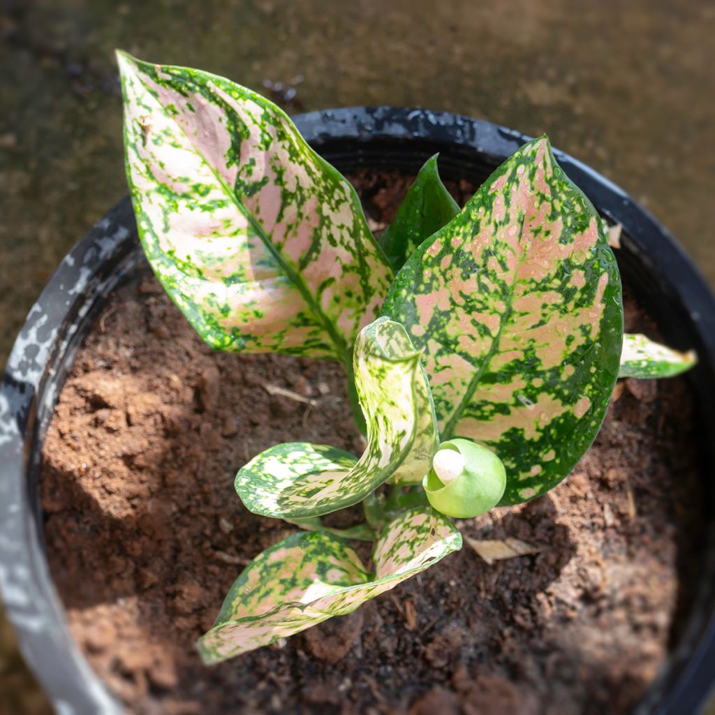 Aglaonema Beauty - Kolbenfaden
