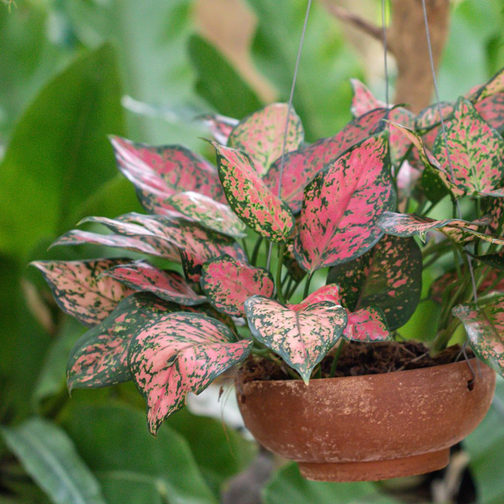Aglaonema Beauty - Kolbenfaden