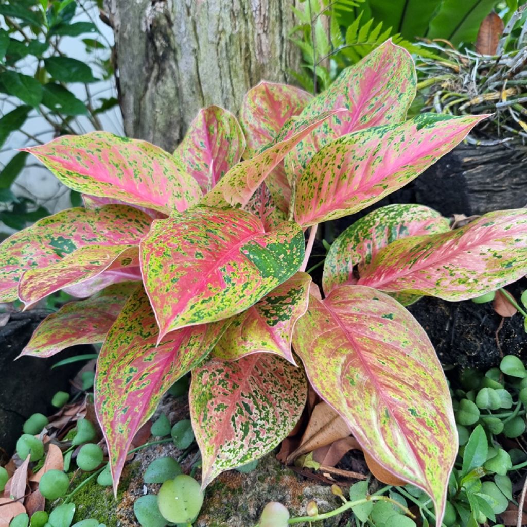 Aglaonema Red Valentine - Kolbenfaden