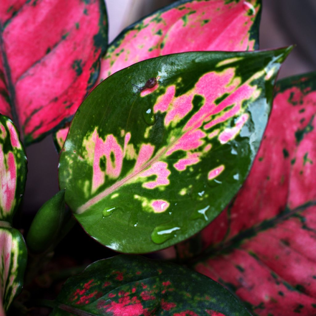 Aglaonema Red Valentine - Kolbenfaden